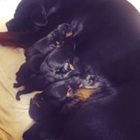 Kuba with her newborn puppies born in November 2015 - 2 hours old