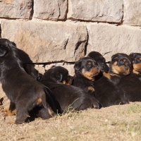 Puppies born November 2015 by Lex out of Kuba 