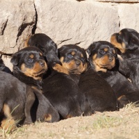 Puppies born November 2015 by Lex out of Kuba 