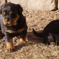Our Rottweiler