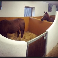 Breeding mares stables