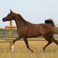 Our Arabian Horses